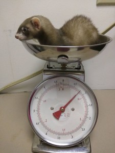 GCFA - the art of weighing a ferret