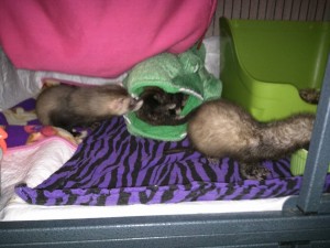 GCFA rescues ferrets