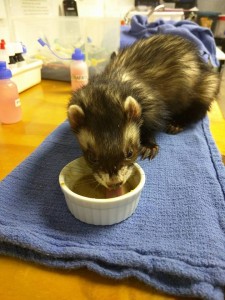 Soup for ferrets is often called Duck Soup