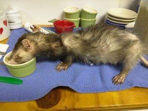 Rescued ferrets need special attention